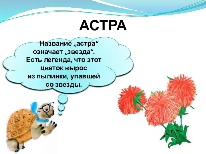 АСТРА Название „астра“ означает „звезда“. Есть легенда, что этот цветок вырос из пылинки, упавшей со звезды.