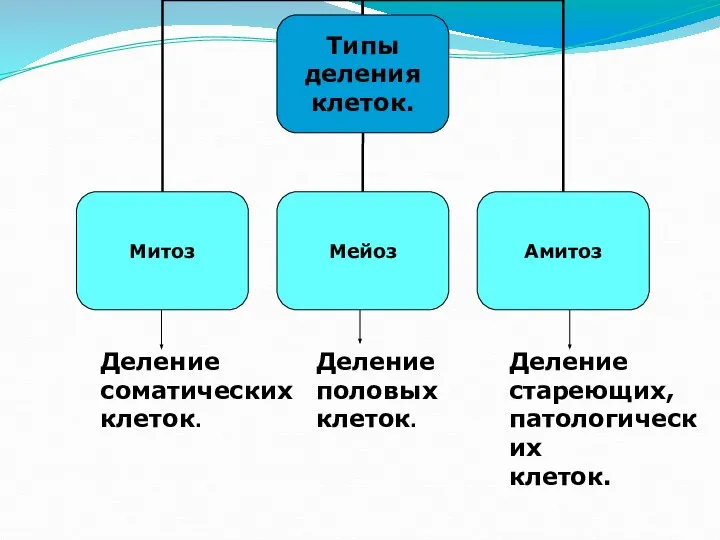 Деление соматических клеток. Деление половых клеток. Деление стареющих, патологических клеток.