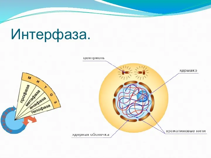 Интерфаза.