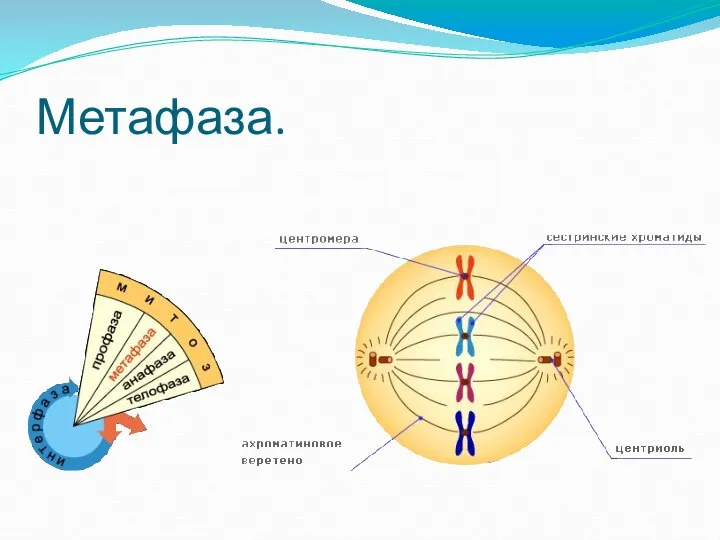 Метафаза.