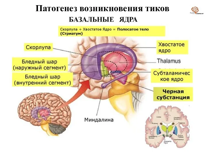 Патогенез возникновения тиков