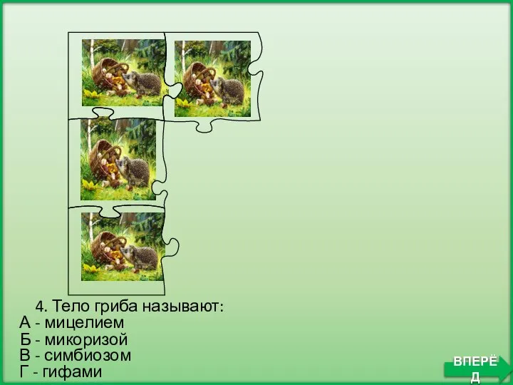 Б - микоризой 4. Тело гриба называют: А - мицелием В -