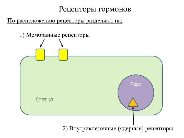 Рецепторы гормонов 1) Мембранные рецепторы Клетка Ядро 2) Внутриклеточные (ядерные) рецепторы По расположению рецепторы разделяют на: