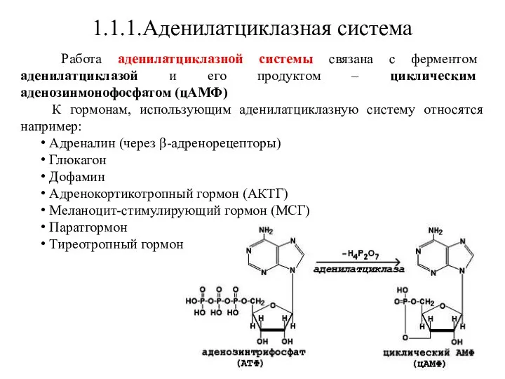 1.1.1.Аденилатциклазная система Работа аденилатциклазной системы связана с ферментом аденилатциклазой и его продуктом