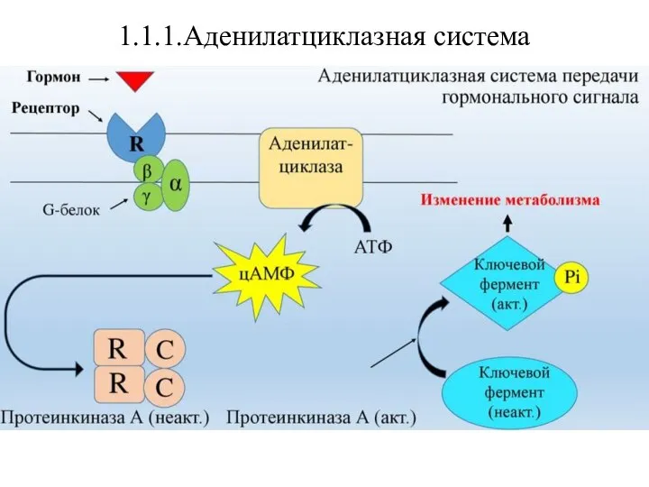 1.1.1.Аденилатциклазная система