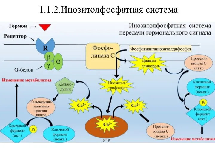 1.1.2.Инозитолфосфатная система