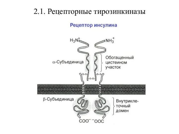 2.1. Рецепторные тирозинкиназы