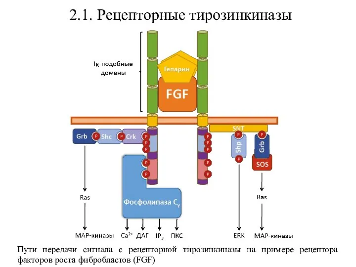 2.1. Рецепторные тирозинкиназы Пути передачи сигнала с рецепторной тирозинкиназы на примере рецептора факторов роста фибробластов (FGF)