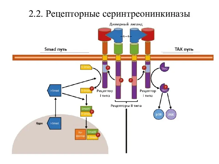 2.2. Рецепторные серинтреонинкиназы