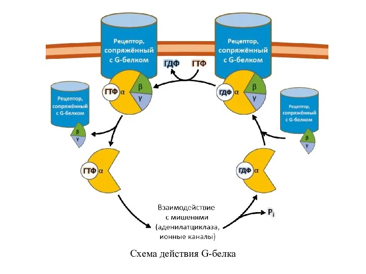 Схема действия G-белка