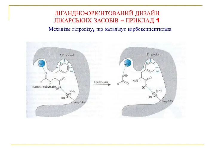 Механізм гідролізу, що каталізує карбоксипептидаза ЛІГАНДНО-ОРІЄНТОВАНИЙ ДИЗАЙН ЛІКАРСЬКИХ ЗАСОБІВ – ПРИКЛАД 1