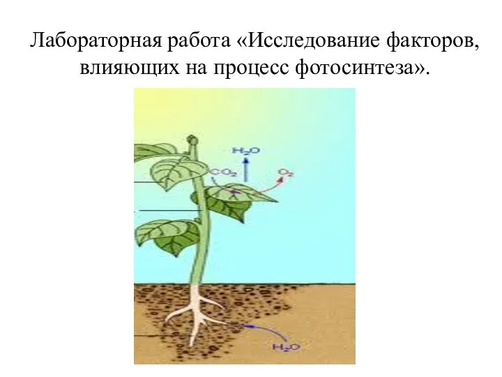 Лабораторная работа «Исследование факторов, влияющих на процесс фотосинтеза».