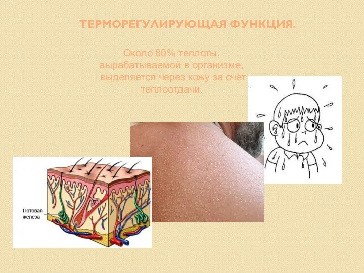 ТЕРМОРЕГУЛИРУЮЩАЯ ФУНКЦИЯ. Около 80% теплоты, вырабатываемой в организме, выделяется через кожу за счет теплоотдачи.