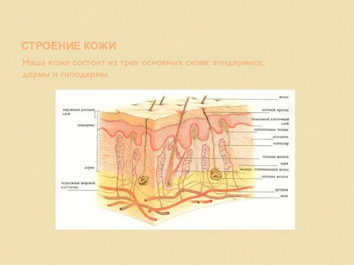 СТРОЕНИЕ КОЖИ Наша кожа состоит из трех основных слоев: эпидермиса, дермы и гиподермы.