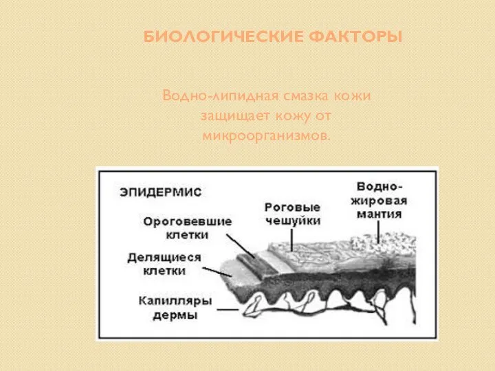 БИОЛОГИЧЕСКИЕ ФАКТОРЫ Водно-липидная смазка кожи защищает кожу от микроорганизмов.