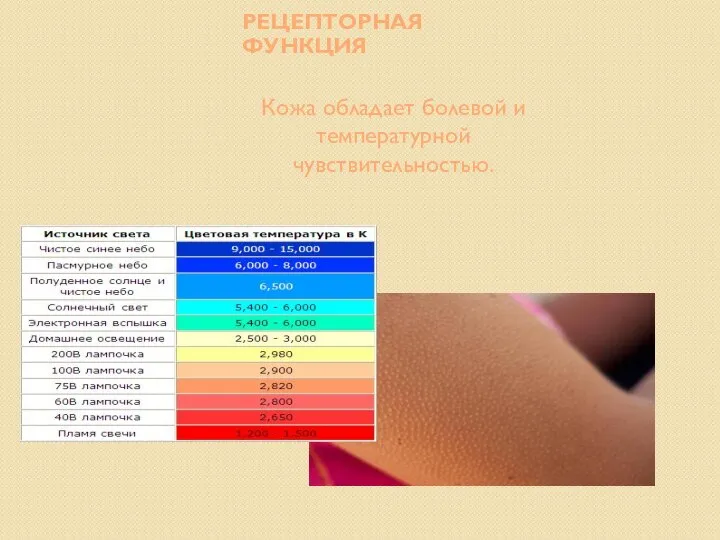 РЕЦЕПТОРНАЯ ФУНКЦИЯ Кожа обладает болевой и температурной чувствительностью.