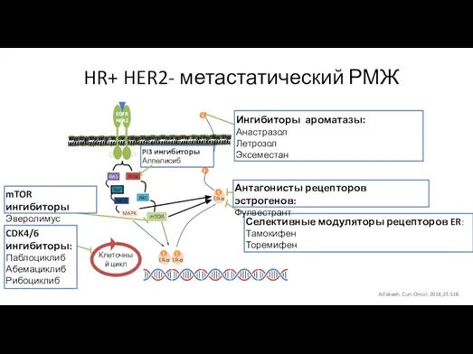 HR+ HER2- метастатический РМЖ EGFR HER2 mTOR ингибиторы Эверолимус Ингибиторы ароматазы: Анастразол