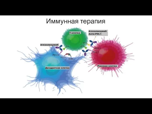 Иммунная терапия