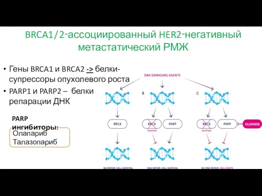 Гены BRCA1 и BRCA2 -> белки-супрессоры опухолевого роста PARP1 и PARP2 –