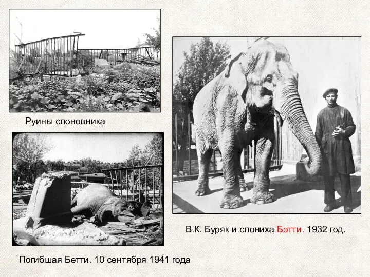 В.К. Буряк и слониха Бэтти. 1932 год. Руины слоновника Погибшая Бетти. 10 сентября 1941 года