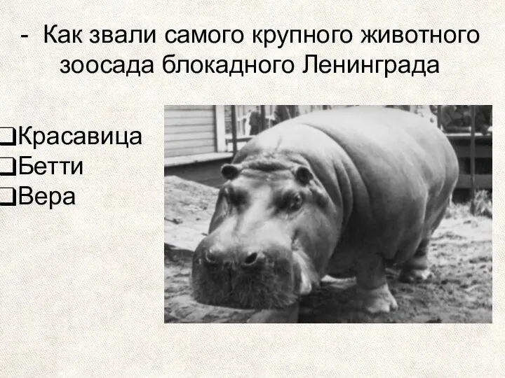 - Как звали самого крупного животного зоосада блокадного Ленинграда Красавица Бетти Вера