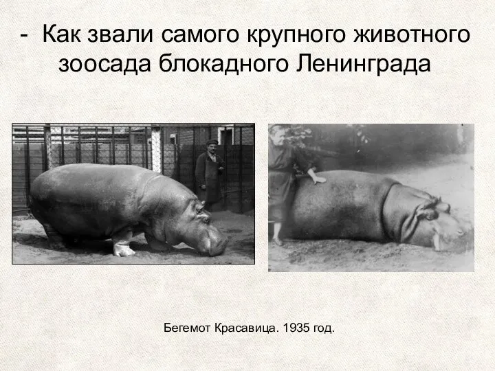 - Как звали самого крупного животного зоосада блокадного Ленинграда Бегемот Красавица. 1935 год.