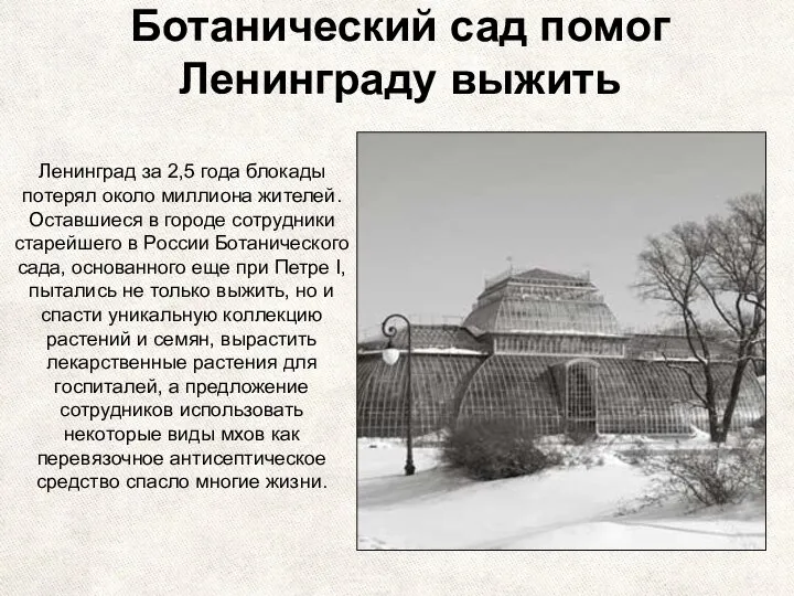 Ботанический сад помог Ленинграду выжить Ленинград за 2,5 года блокады потерял около