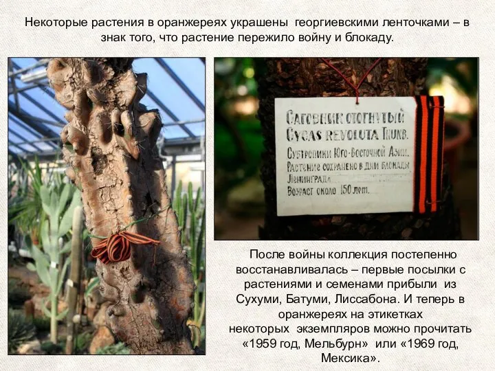 Некоторые растения в оранжереях украшены георгиевскими ленточками – в знак того, что