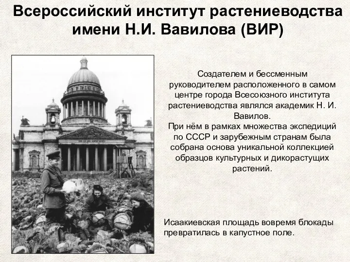 Всероссийский институт растениеводства имени Н.И. Вавилова (ВИР) Исаакиевская площадь вовремя блокады превратилась