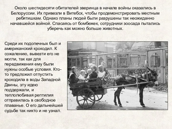 Около шестидесяти обитателей зверинца в начале войны оказались в Белоруссии. Их привезли