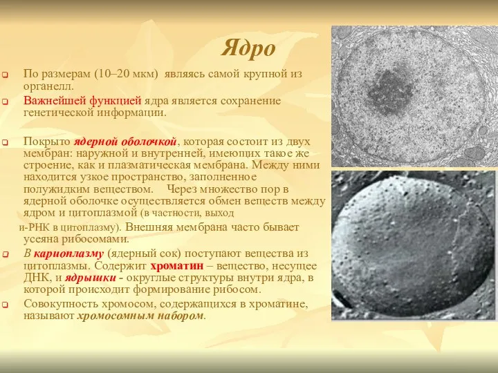 Ядро По размерам (10–20 мкм) являясь самой крупной из органелл. Важнейшей функцией