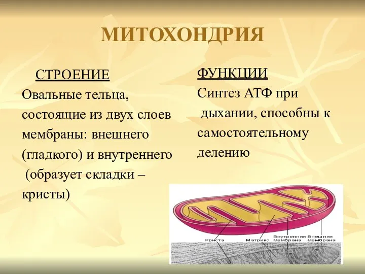 МИТОХОНДРИЯ СТРОЕНИЕ Овальные тельца, состоящие из двух слоев мембраны: внешнего (гладкого) и