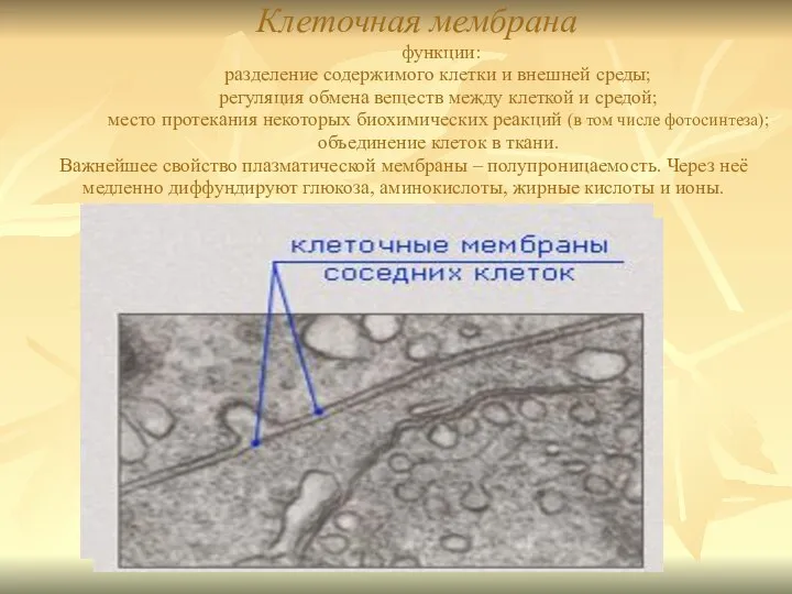 Клеточная мембрана функции: разделение содержимого клетки и внешней среды; регуляция обмена веществ