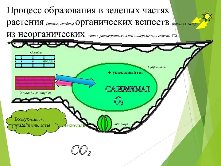 Устьица Хлоропласт Сосуды вода углекислый углекислый газ КРАХМАЛ Ситовидные трубки Процесс образования