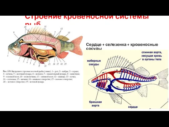 Строение кровеносной системы рыб Сердце + селезенка + кровеносные сосуды
