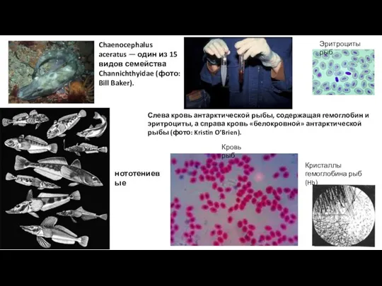 Слева кровь антарктической рыбы, содержащая гемоглобин и эритроциты, а справа кровь «белокровной»