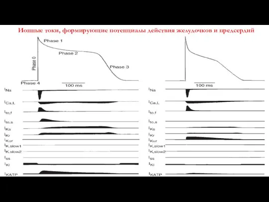 Ионные токи, формирующие потенциалы действия желудочков и предсердий