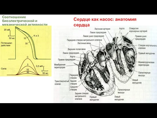 Соотношение биоэлектрической и механической активности Сердце как насос: анатомия сердца