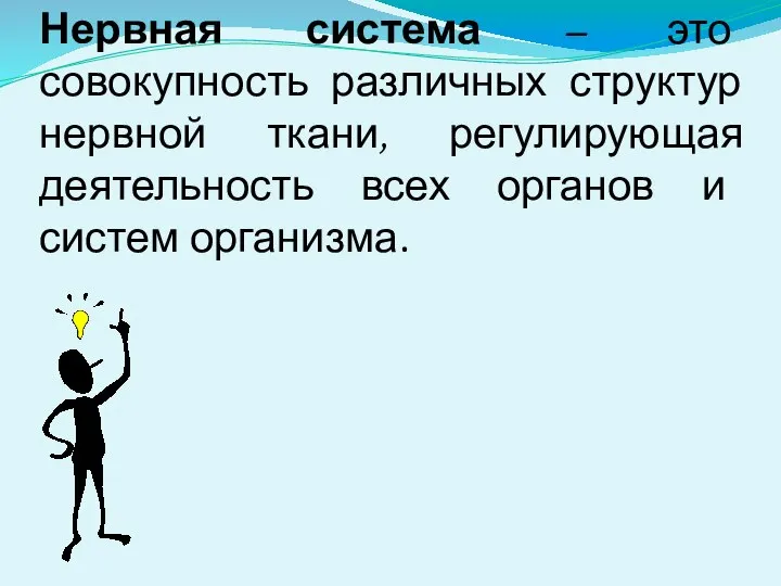 Нервная система – это совокупность различных структур нервной ткани, регулирующая деятельность всех органов и систем организма.