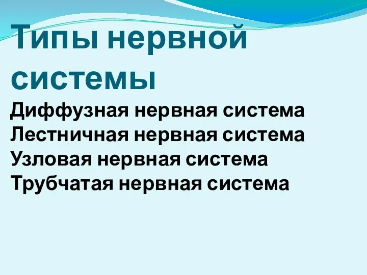 Типы нервной системы Диффузная нервная система Лестничная нервная система Узловая нервная система Трубчатая нервная система