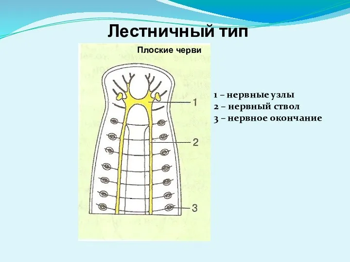 Лестничный тип Плоские черви 1 – нервные узлы 2 – нервный ствол 3 – нервное окончание