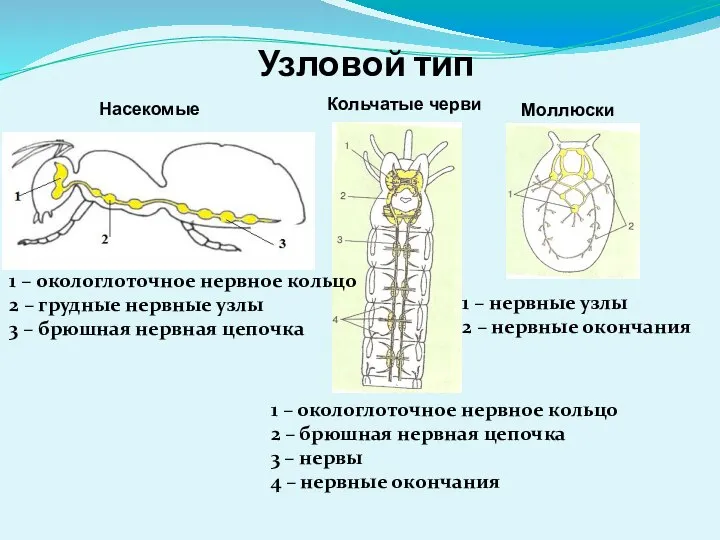 Узловой тип Кольчатые черви Моллюски 1 – окологлоточное нервное кольцо 2 –