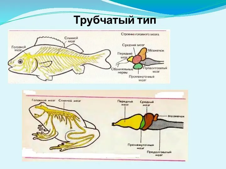 Трубчатый тип