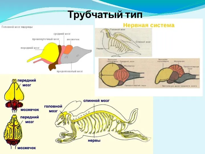 Трубчатый тип