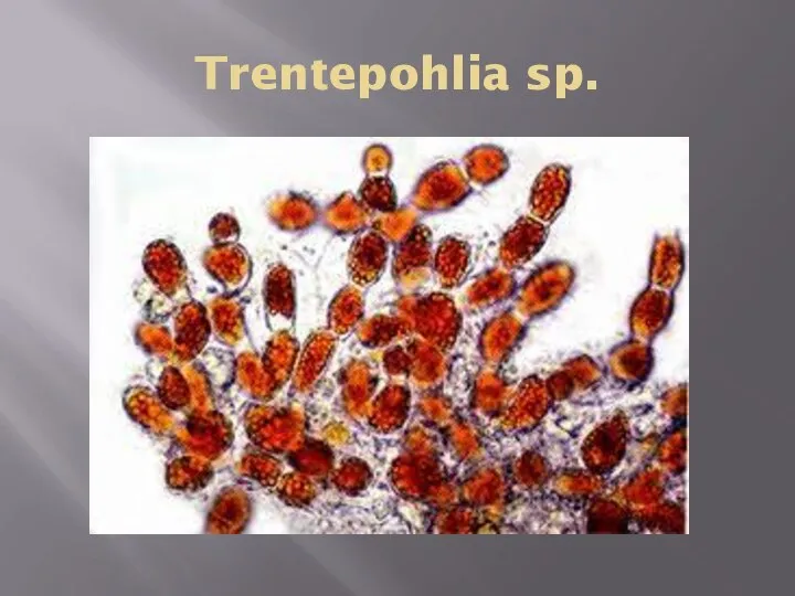 Trentepohlia sp.