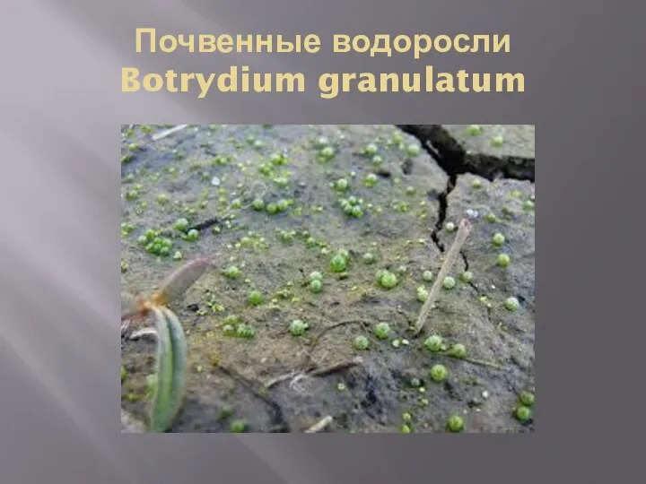 Почвенные водоросли Botrydium granulatum