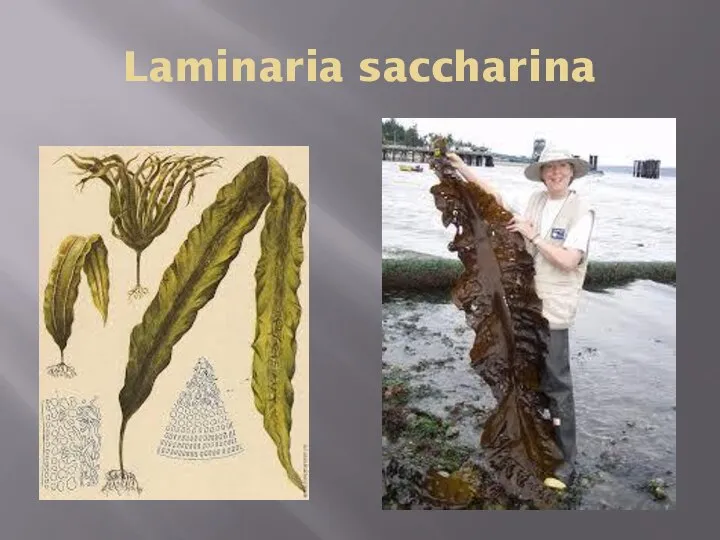 Laminaria saccharina