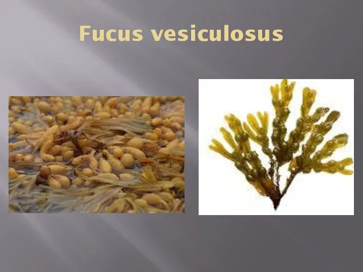 Fucus vesiculosus