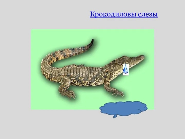 Крокодиловы слезы