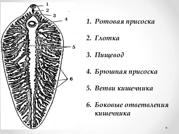 Ротовая присоска Глотка Пищевод Брюшная присоска Ветви кишечника Боковые ответвления кишечника